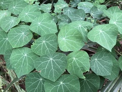 Stephania cephalantha