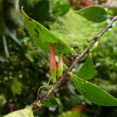Macleania antioquiae