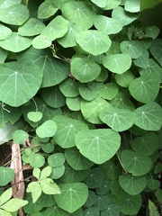 Stephania cephalantha