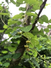 Stephania cephalantha