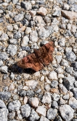 Nisoniades macarius