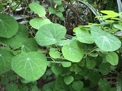 Stephania cephalantha