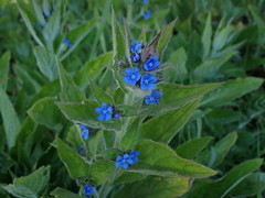 Pentaglottis sempervirens