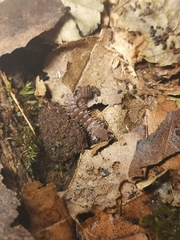 Polydesmus complanatus