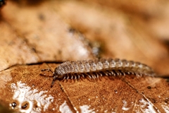 Polydesmus complanatus