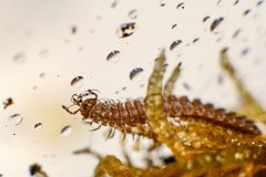Polydesmus complanatus