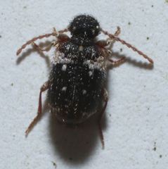 Ptinus bimaculatus