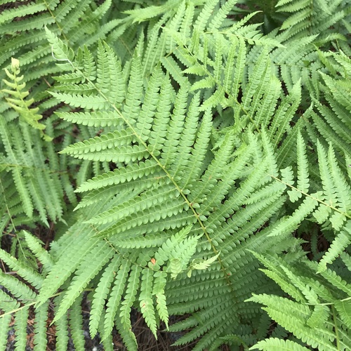 Osmundaceae image