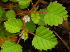 Melochia melissifolia