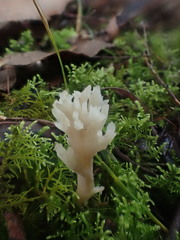 Clavulina vinaceocervina