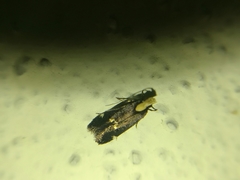 Chionodes phalacra