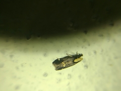 Chionodes phalacra