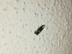 Chionodes phalacra