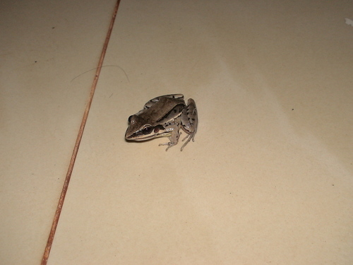Leptodactylus elenae