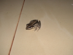 Leptodactylus elenae