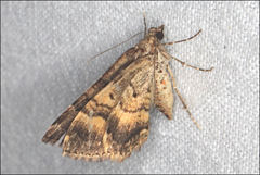 Chrysolarentia cydalima