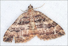 Chrysolarentia cydalima