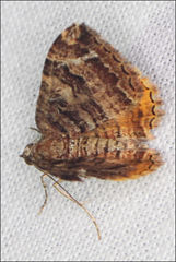 Chrysolarentia cydalima