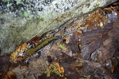 Plethodon petraeus