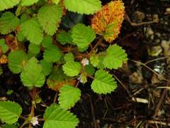 Melochia melissifolia