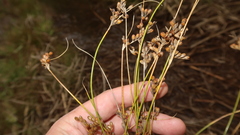 Juncus imbricatus
