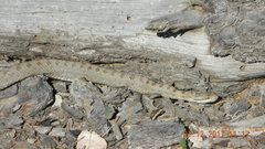 Crotalus pricei