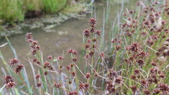 Juncus ebracteatus