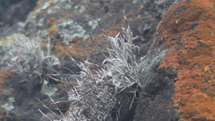 Tillandsia capillaris