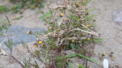 Picradeniopsis multiflora