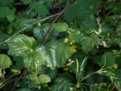 Lamium galeobdolon argentatum