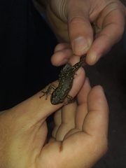 Scinax nasicus