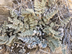 Myriopteris parryi image