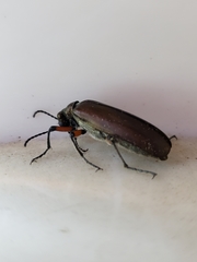 Pomphopoea