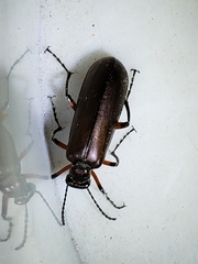 Pomphopoea