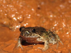 Leptodactylus leptodactyloides