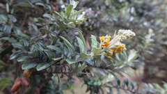 Buddleja coriacea
