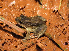 Leptodactylus leptodactyloides