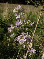 Cardamine pratensis