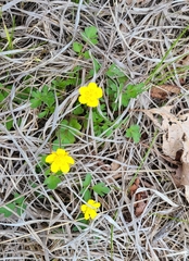 Early Buttercup (Ranunculus fascicularis)