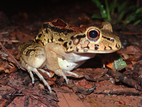 Leptodactylus knudseni
