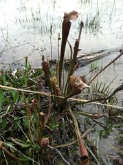 Sarracenia jonesii