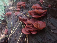 Tubaria rufofulva