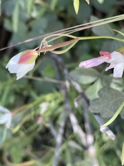 Clarkia epilobioides