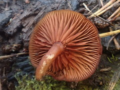 Tubaria rufofulva