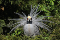 Yellow-Crowned Night Heron photo 6