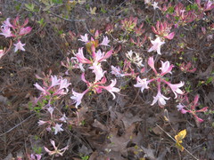 Rhododendron atlanticum