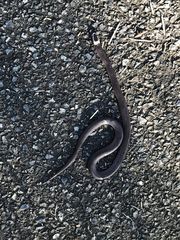 Cacophis harriettae