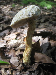Austroboletus subflavidus