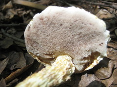 Austroboletus subflavidus