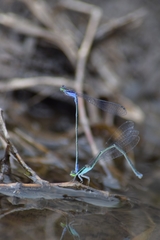 Aciagrion approximans